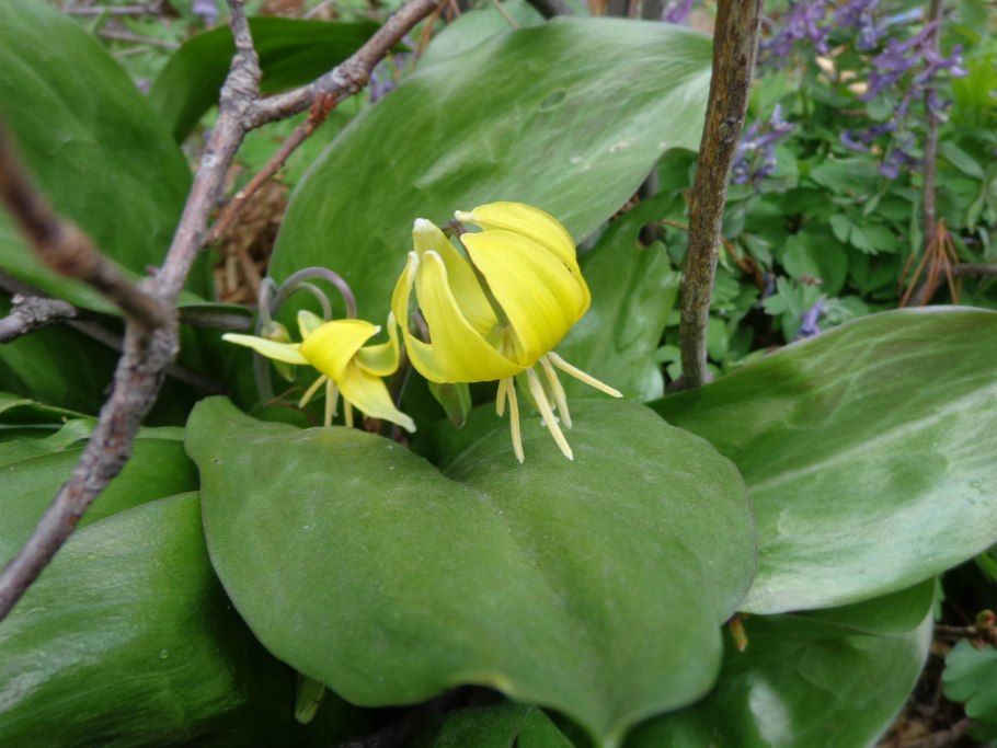 Кандык Сибирский луковица