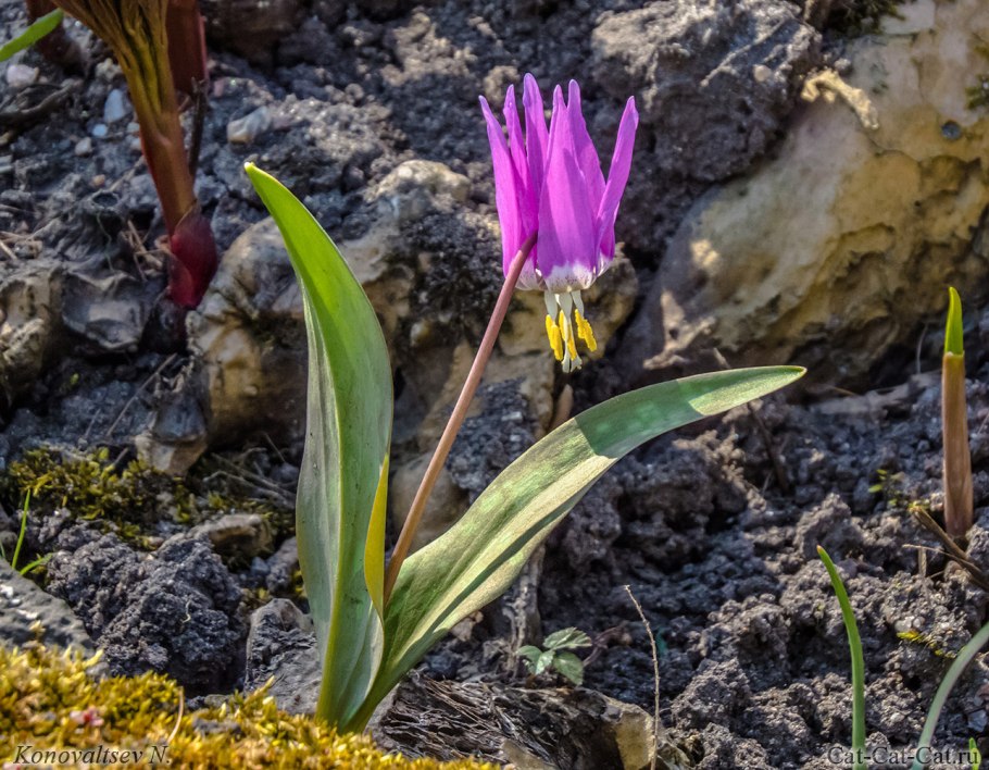 Кондык сибирскийалт края