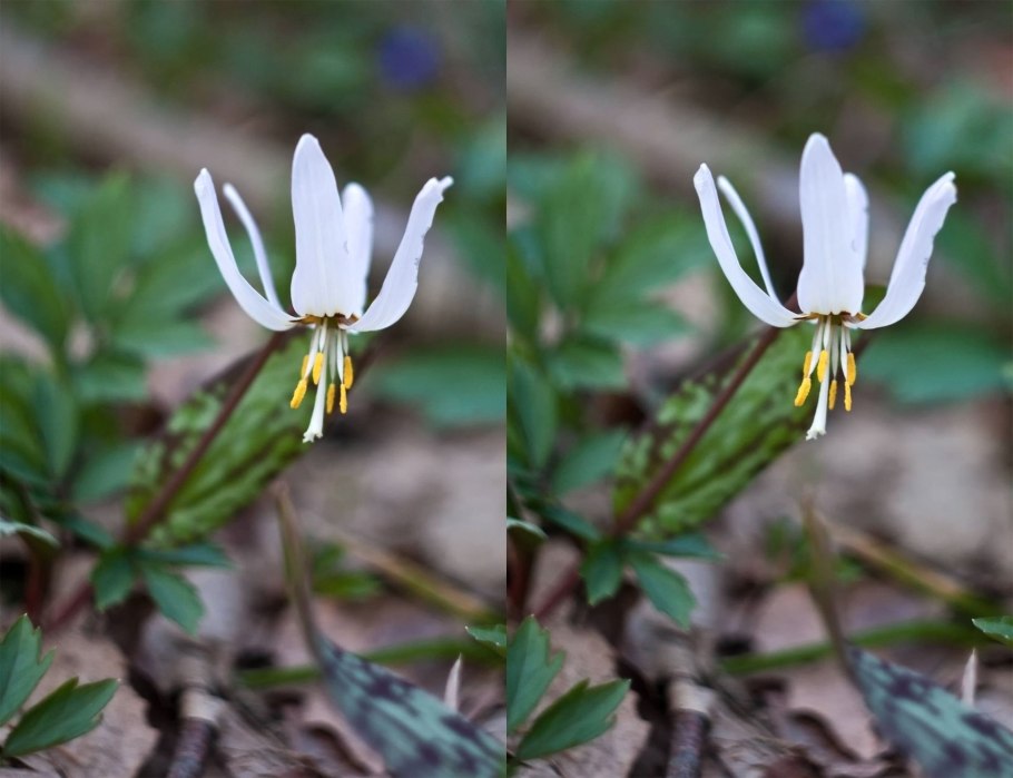 Эритрониум Кандык