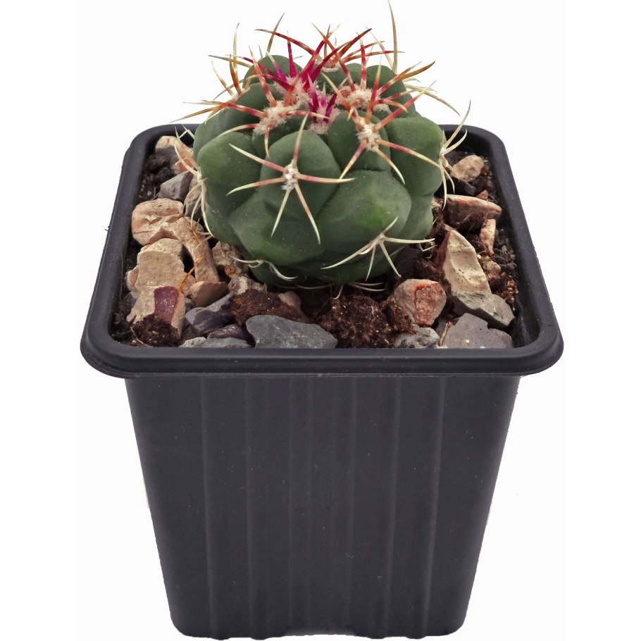 Gymnocalycium leeanum фото