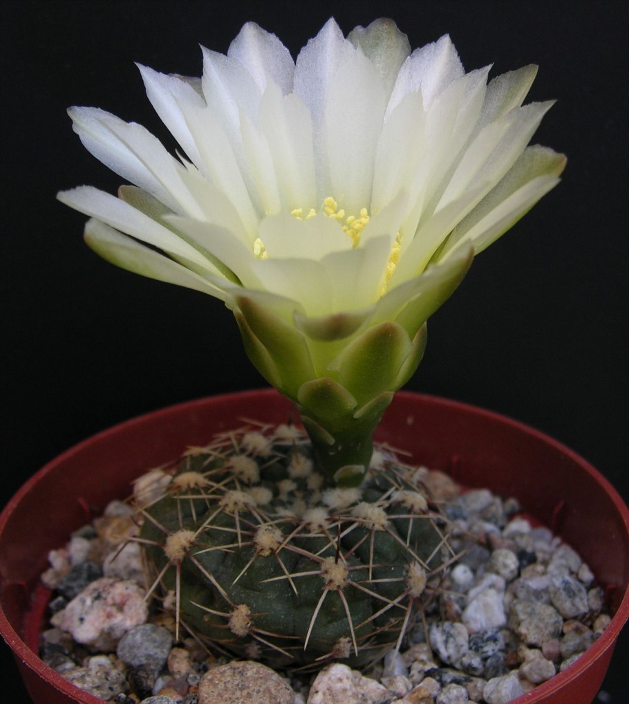 Гимнокалициум Бальда