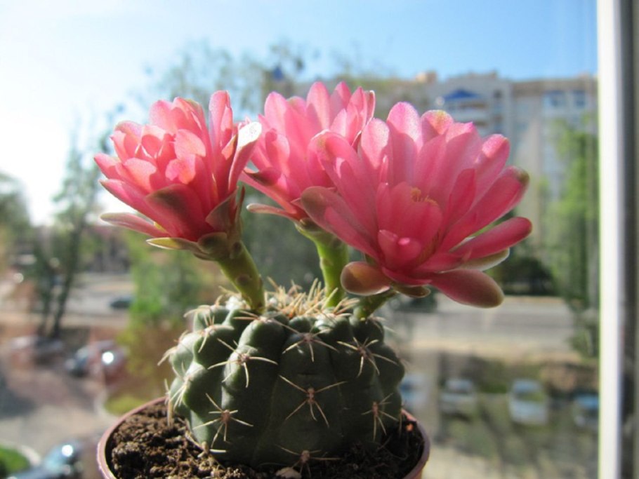Gymnocalycium anisitsii
