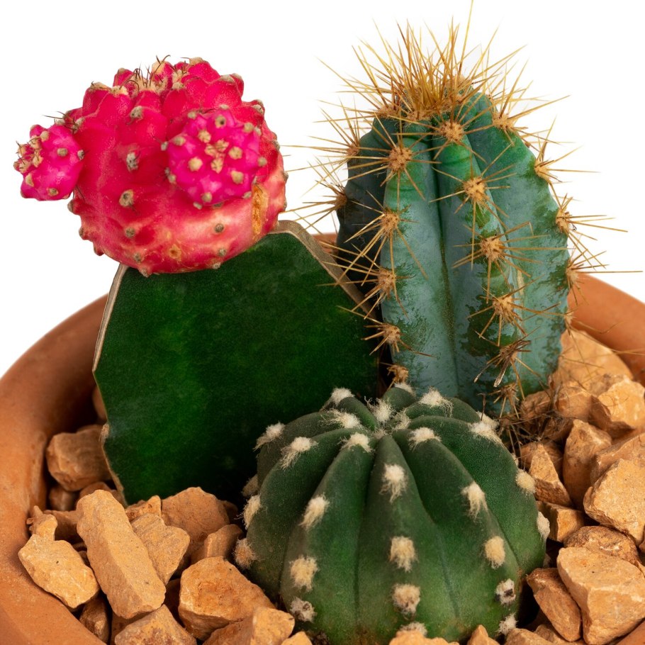 Gymnocalycium baldianum VG 071