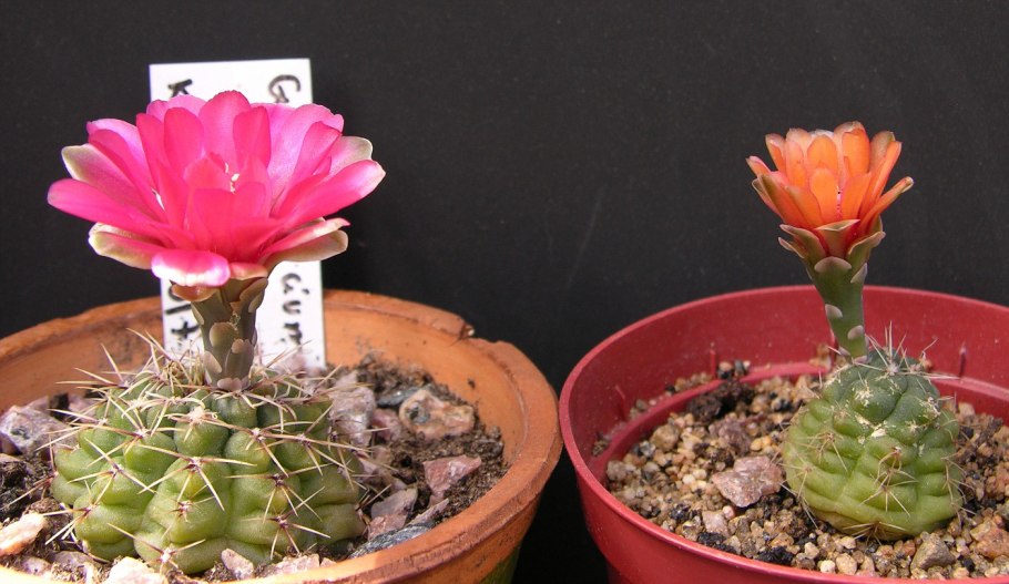 Гимнокалициум Бальда