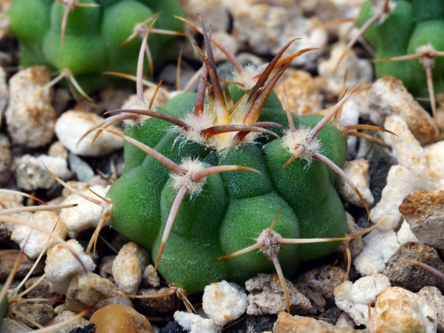 Gymnocalycium baldianum VG 564
