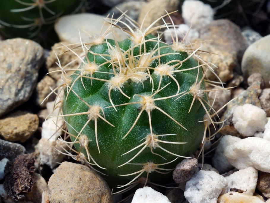 Гимнокалициум Михановича Виолет