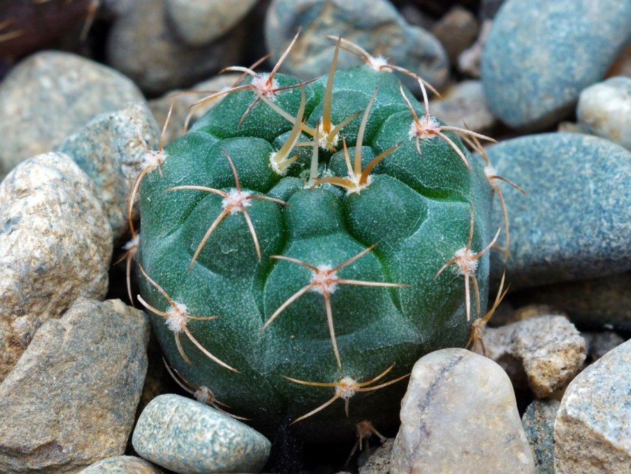 Гимнокалициум размножение детками