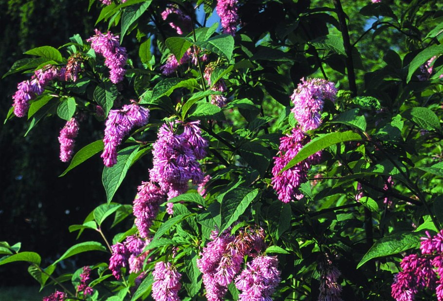 Сирень пониклая