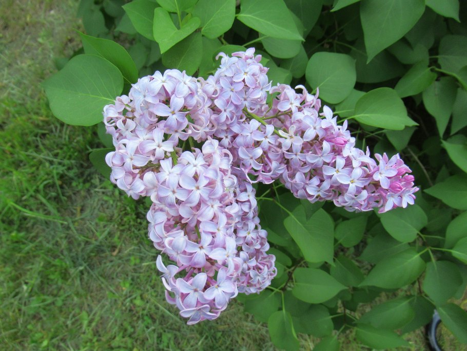 Сирень президент Пуанкаре