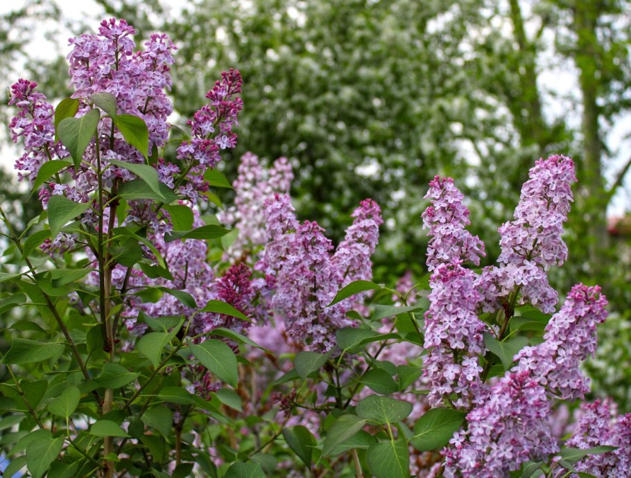 Сирень обыкновенная Кружевница