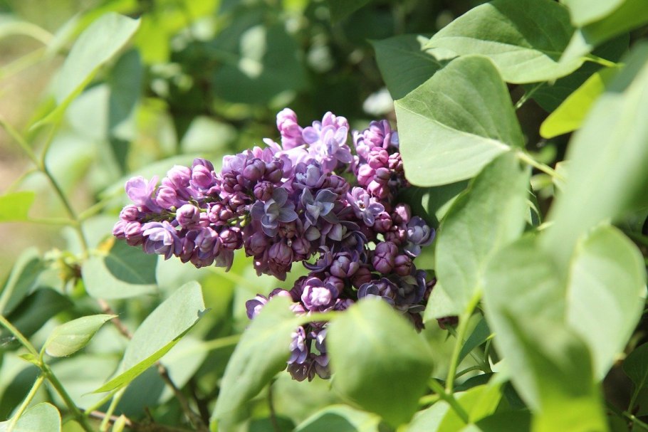 Сирень фото