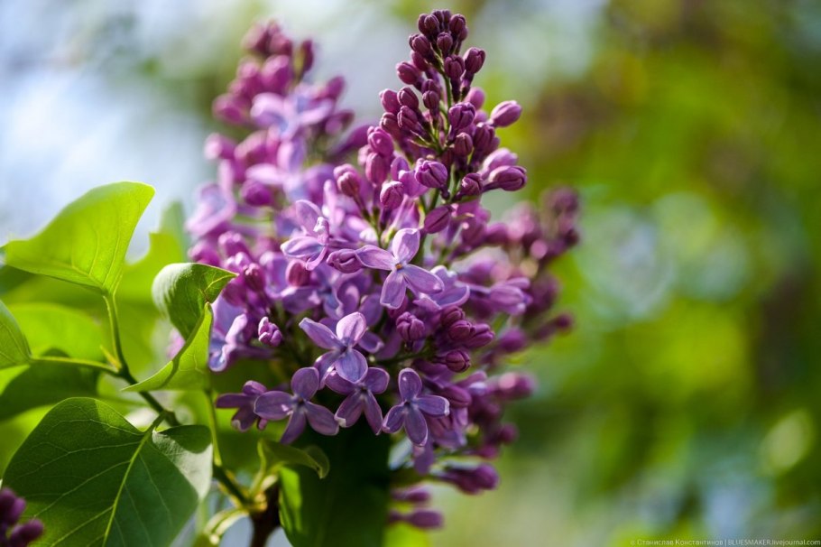 Сирень принцесса Стурдза