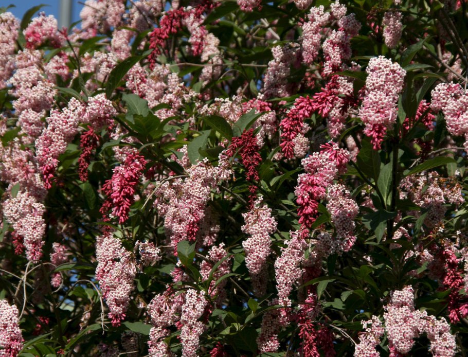Сирень пониклая Syringa Reflexa