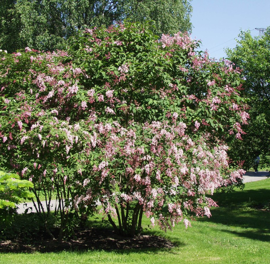 Сирень Reflexa