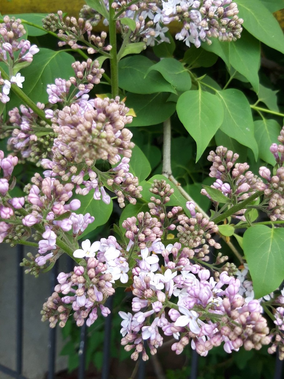 Сирень Вольфа