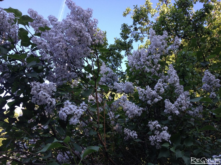 Персидская сирень тиф