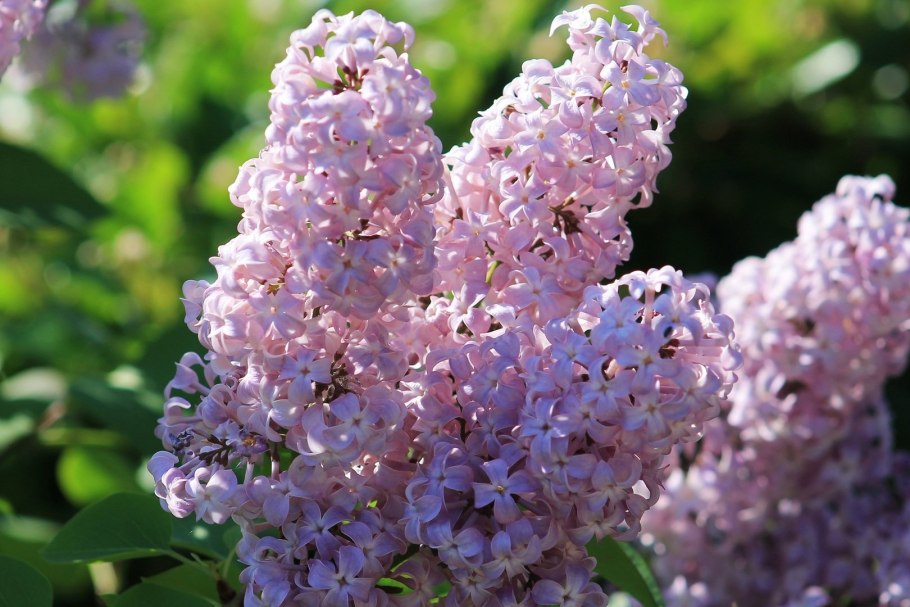 Сирень пониклая сирень Комарова