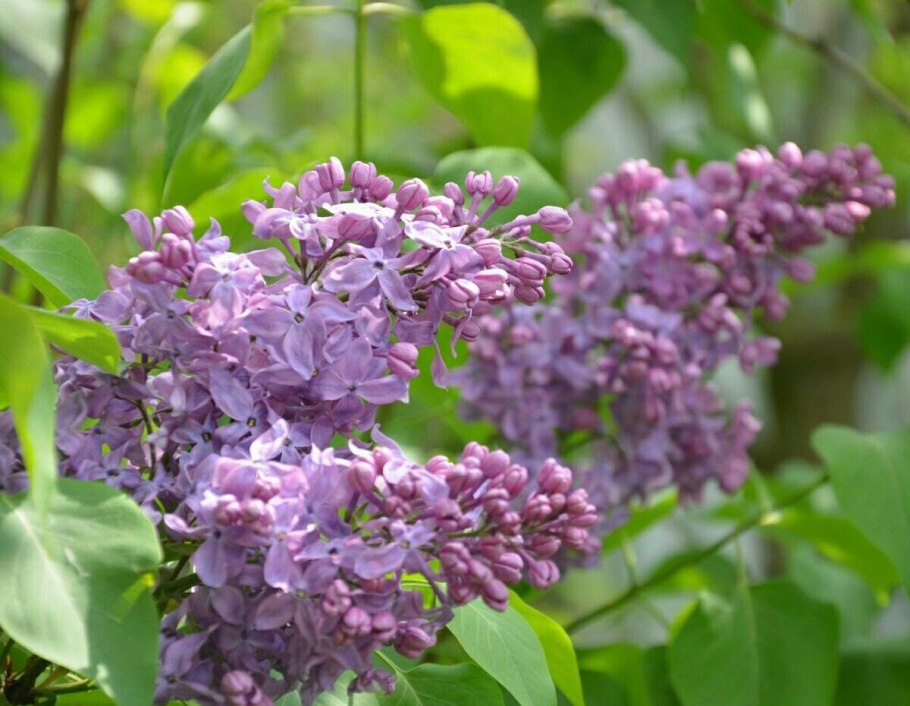 Сирень гималайская