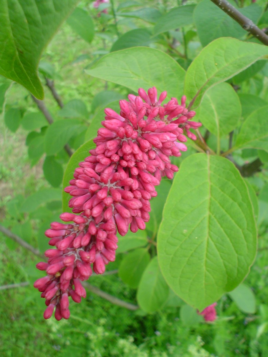 Сирень Комарова пониклая