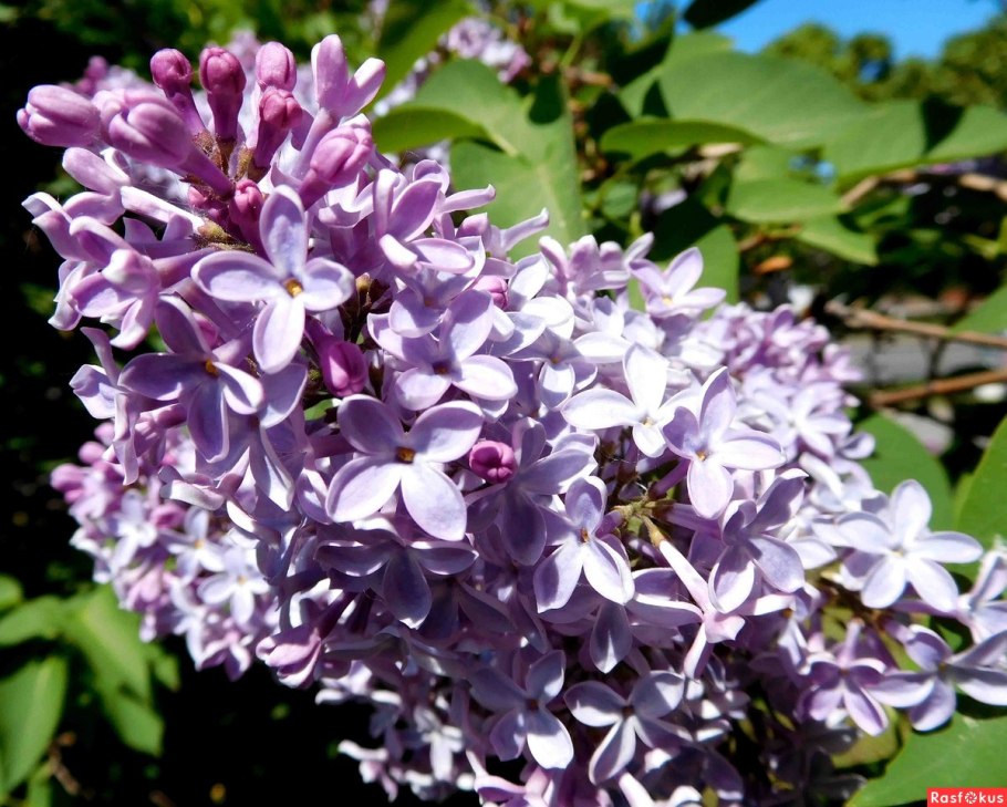 Сирень Хелен