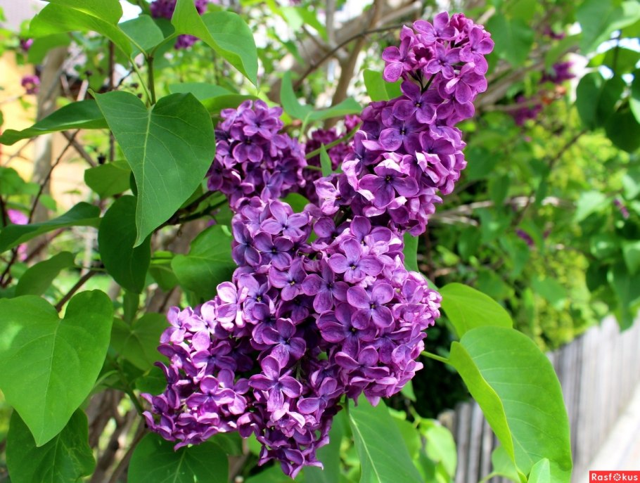 Сирень пониклая сирень Комарова