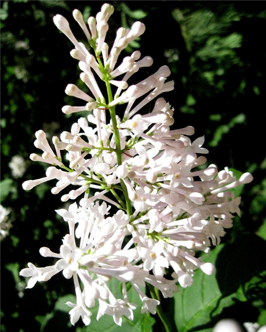 Сирень гималайская - Syringa Emodi.