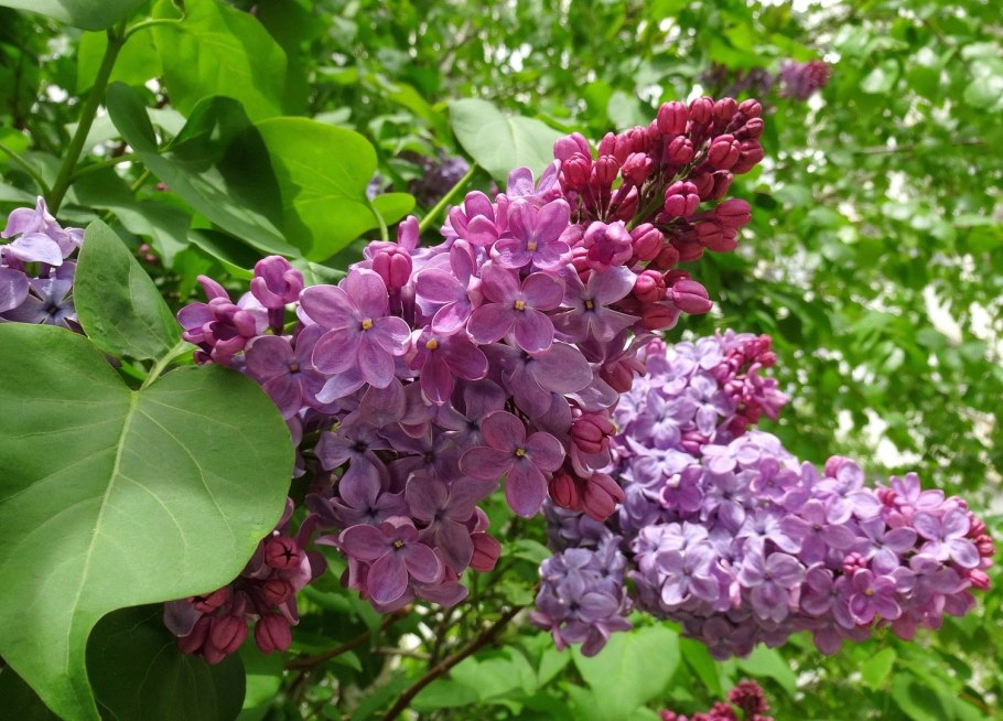 Сирень Reflexa