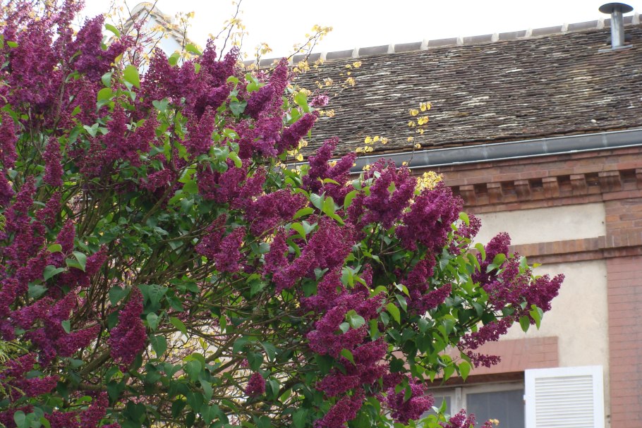 Сирень гортензия куст