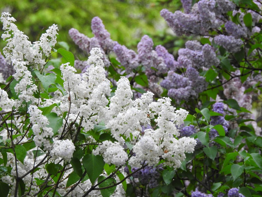 Сирень Катерина Хавемейер на штамбе