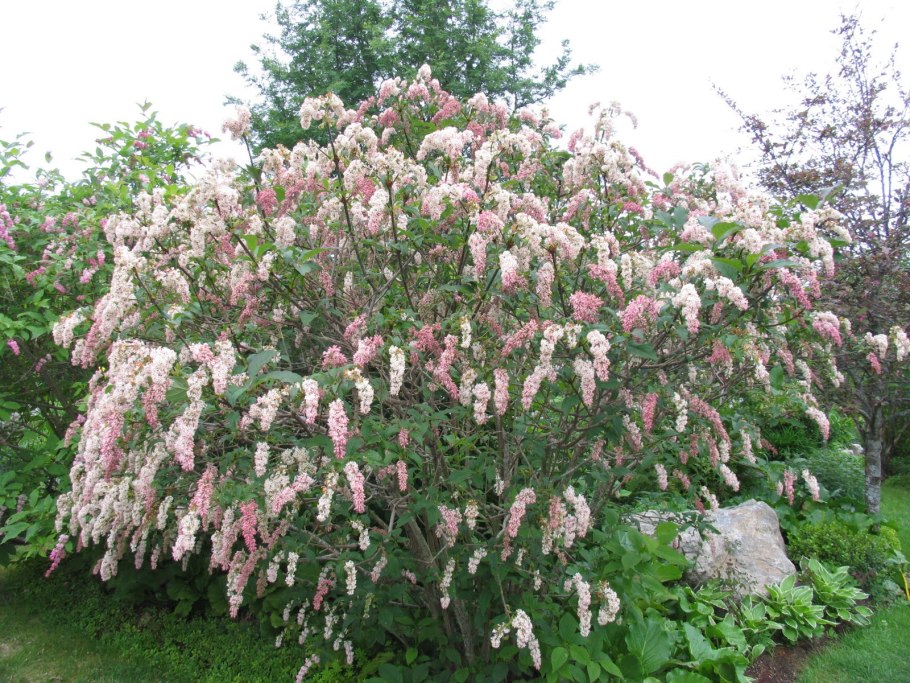 Сирень пониклая