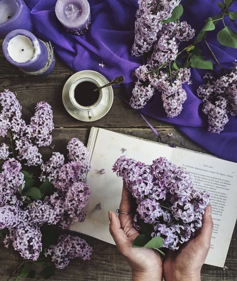 Сирень широколистная