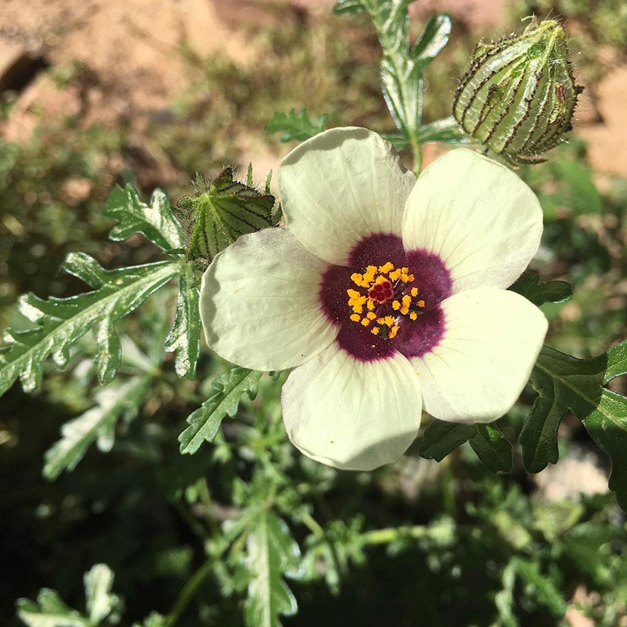 Гибискус тройчатый китайский доктор