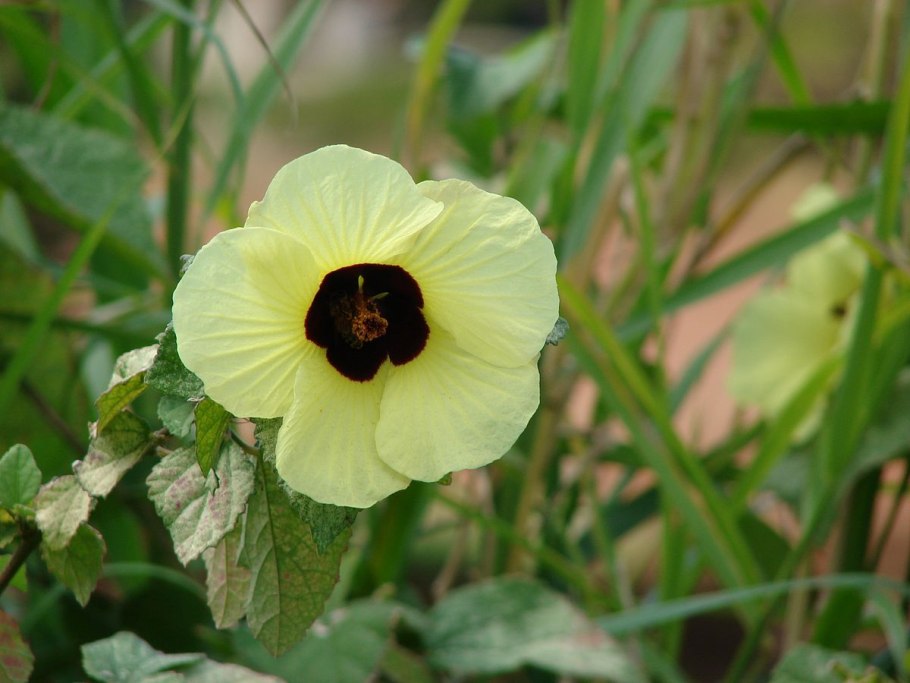 38. Гибискус тройчатый