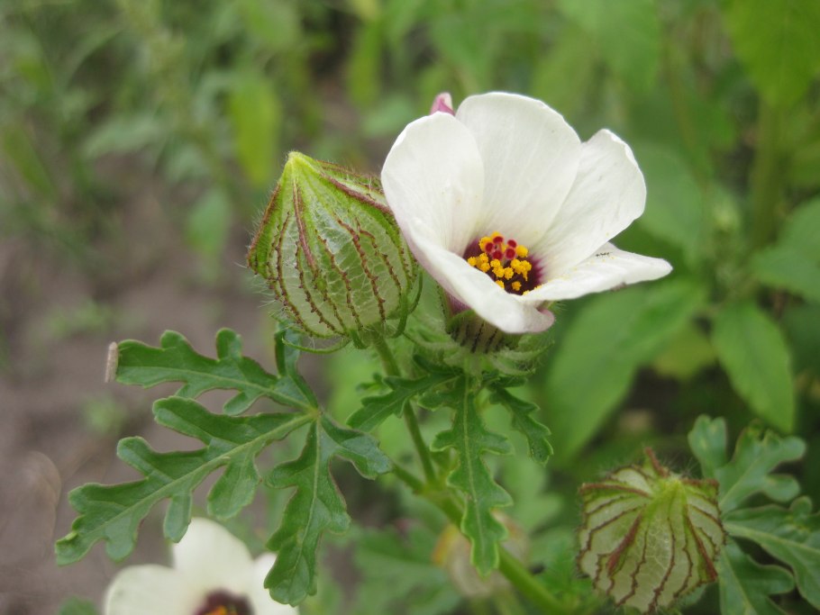 Гибискус тройчатый на огороде