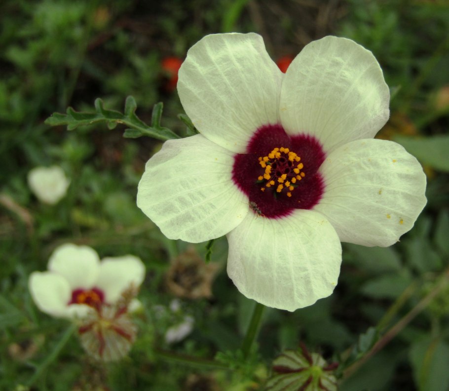 Гибискус китайский доктор