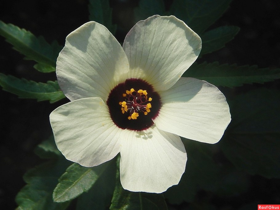 Гибискус тройчатый китайский доктор