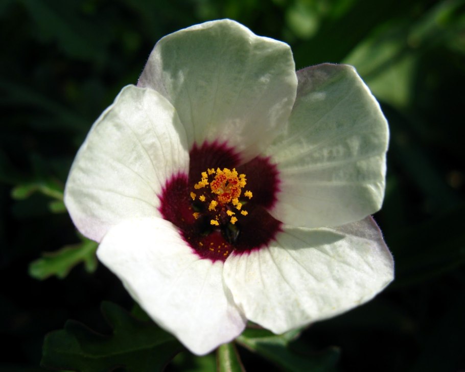 Тройчатые растения