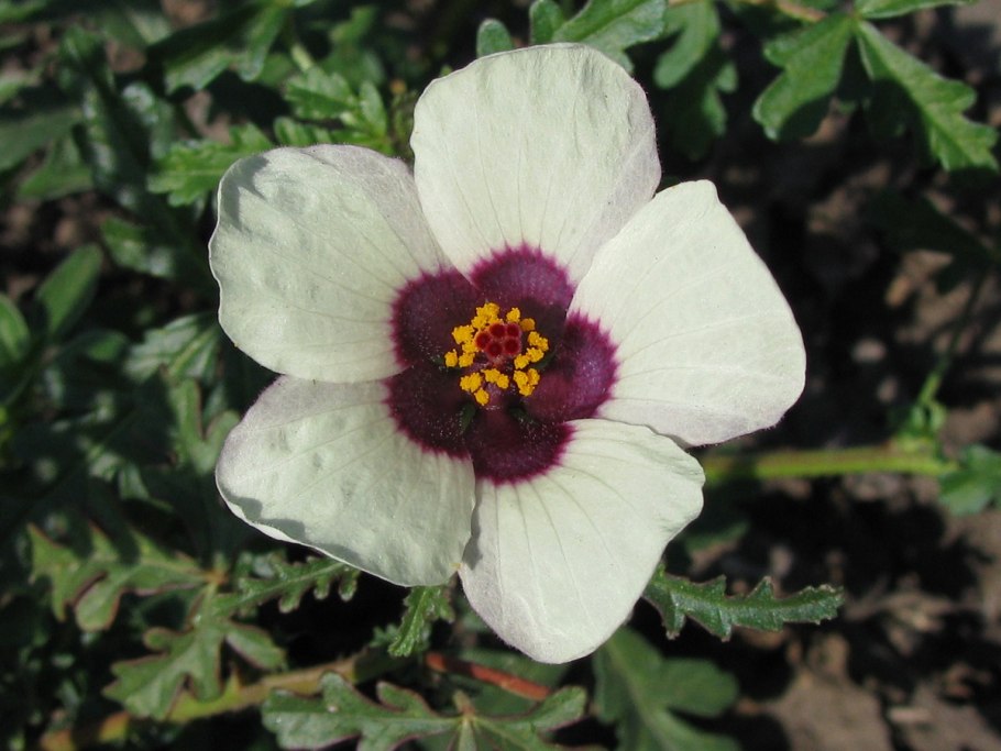 Гибискус китайский доктор