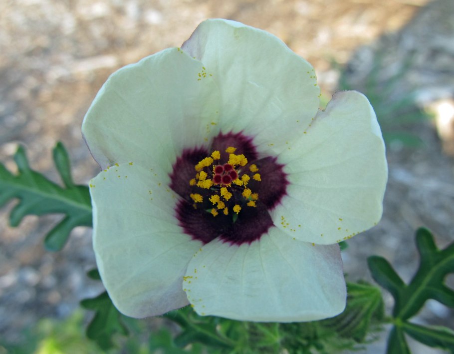 Гибискус тройчатый фото чашечка