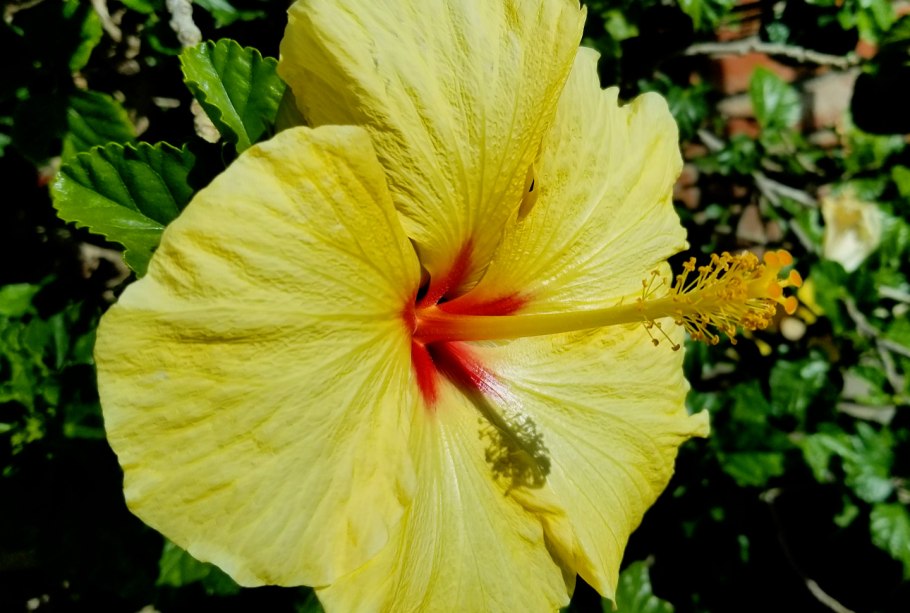 Гибискус Северный