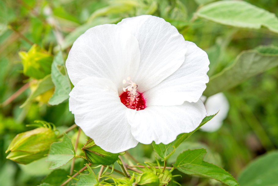 Гибискус китайский доктор