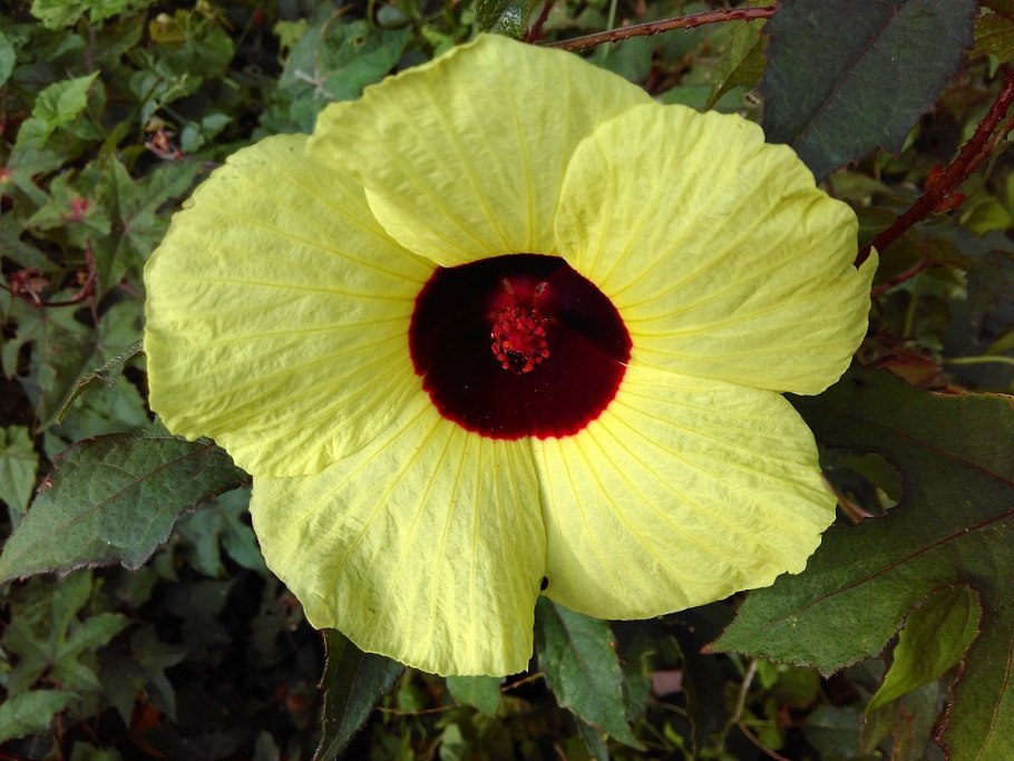 Гибискус тройчатый (Hibiscus trionum)