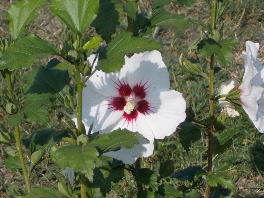 Гибискус Пепперминт шнапс