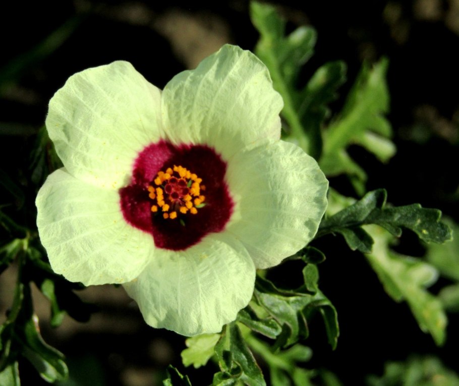 Гибискус тройчатый (Hibiscus trionum)