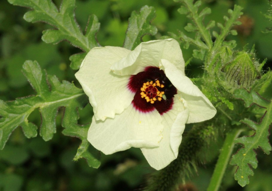 Гибискус тройчатый (Hibiscus trionum)