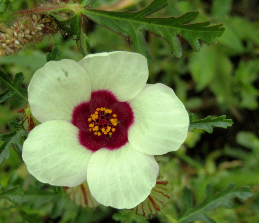 Гибискус трионум