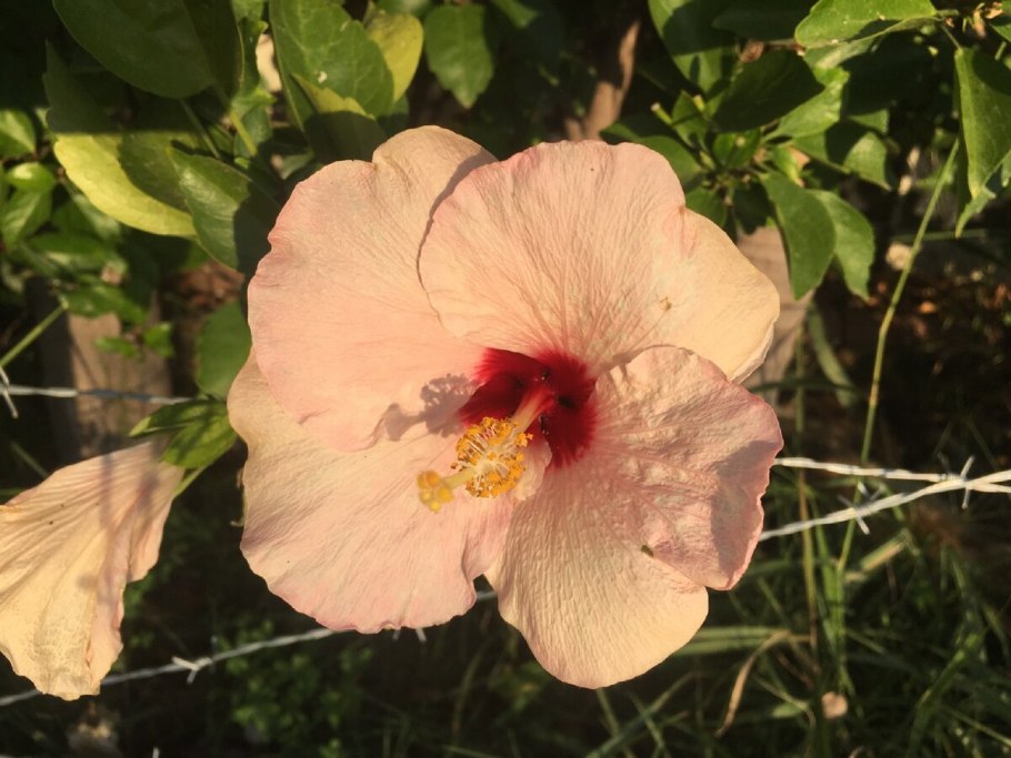 Гибискус тройчатый сорняк