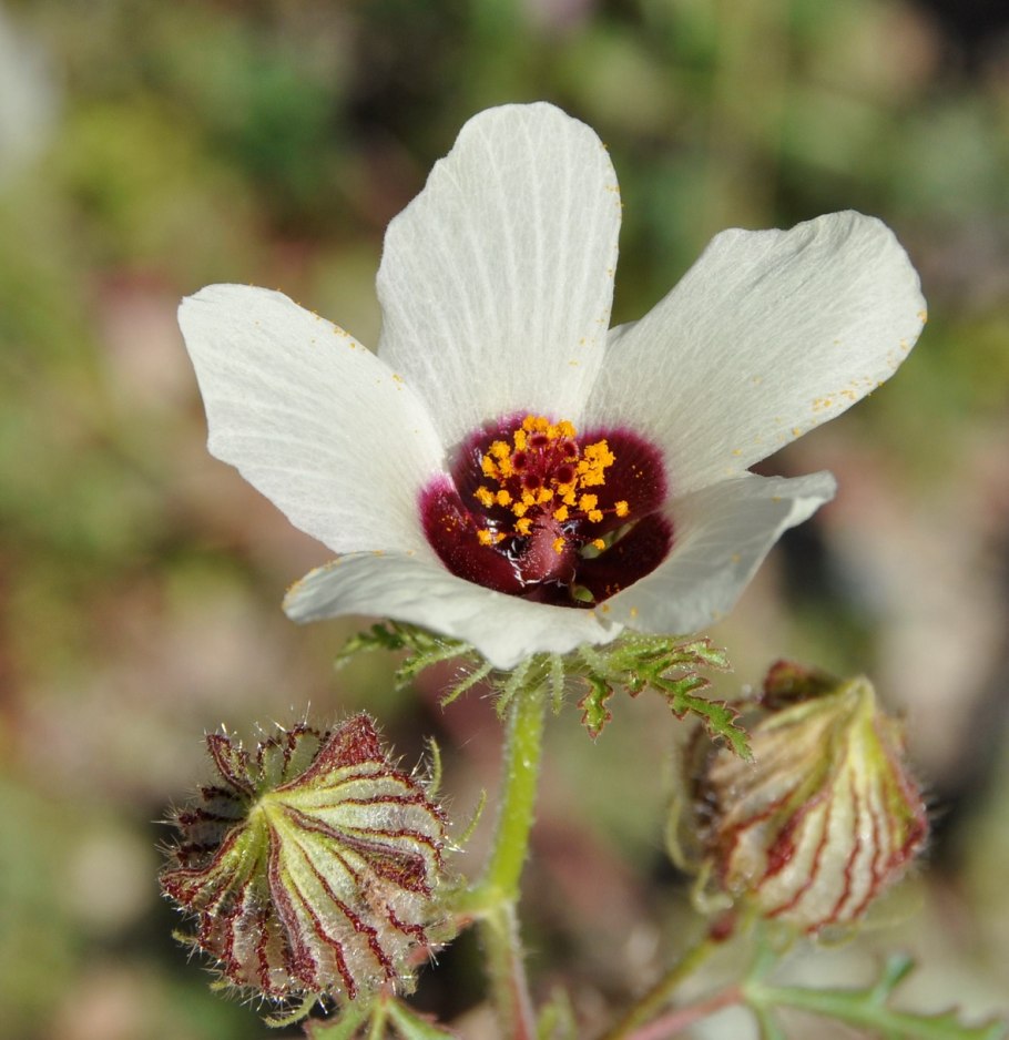 Гибискус тройчатый китайский