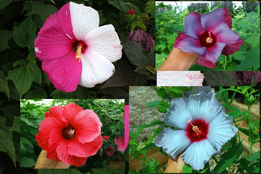 Гибискус на английском