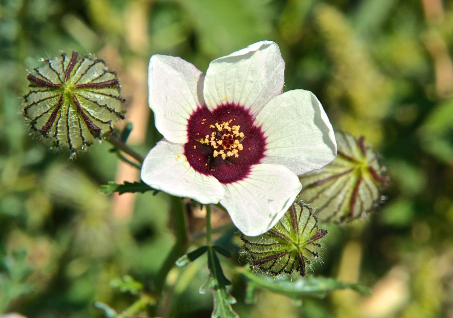 История гибискуса тройчатого